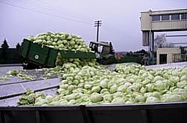 Delivery of Cabbages